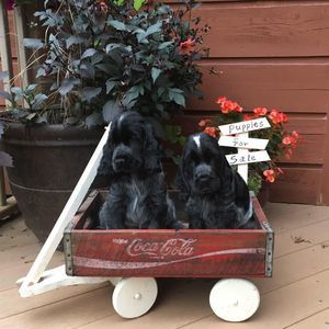 Meet your Posher, Jean